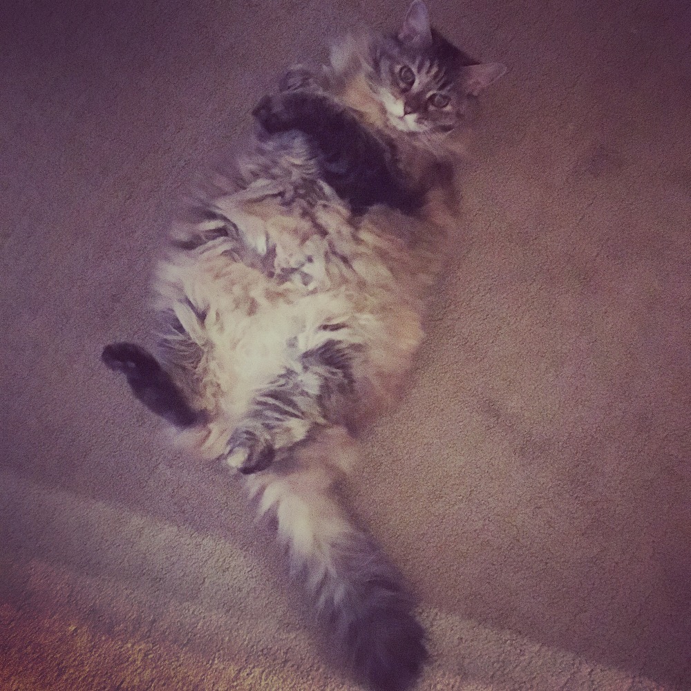 Meet your Posher, Amanda